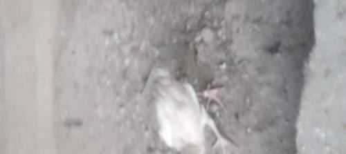 rs bird