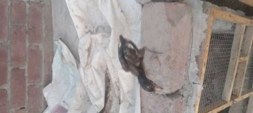 rs bird