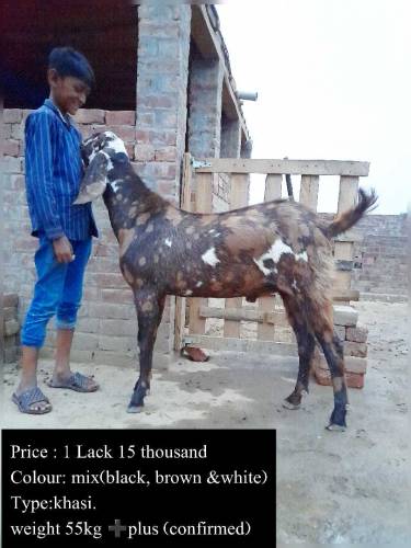 bakra for sale just for qurbani