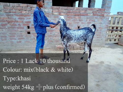 bakra for sale just for qurbani