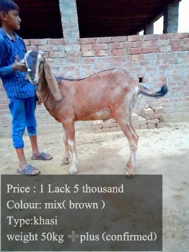 bakra for sale just for qurbani