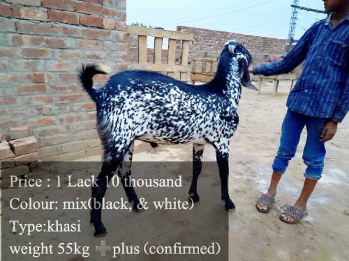 bakra for sale just for qurbani