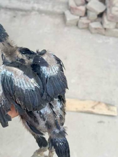 pure aseel Thai chicks pair koi masla ni Whatsapp number 03077069318