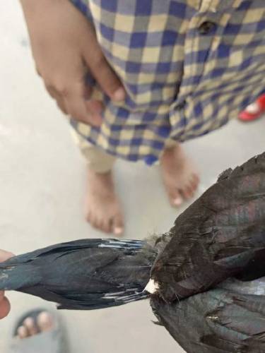 pure aseel Thai chicks pair koi masla ni Whatsapp number 03077069318
