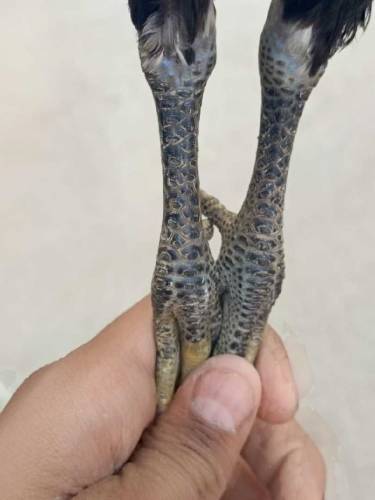 pure aseel Thai chicks pair koi masla ni Whatsapp number 03077069318