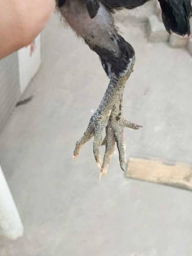 pure aseel Thai chicks pair koi masla ni Whatsapp number 03077069318