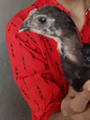 pure aseel Thai chicks pair koi masla ni Whatsapp number 03077069318