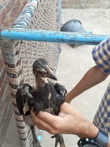 pure aseel Thai chicks pair koi masla ni Whatsapp number 03077069318