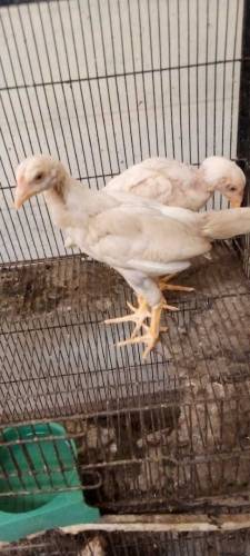 Heera Aseel pair 