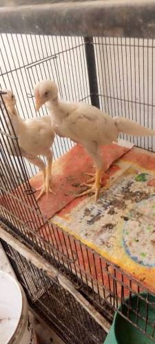 Heera Aseel pair 