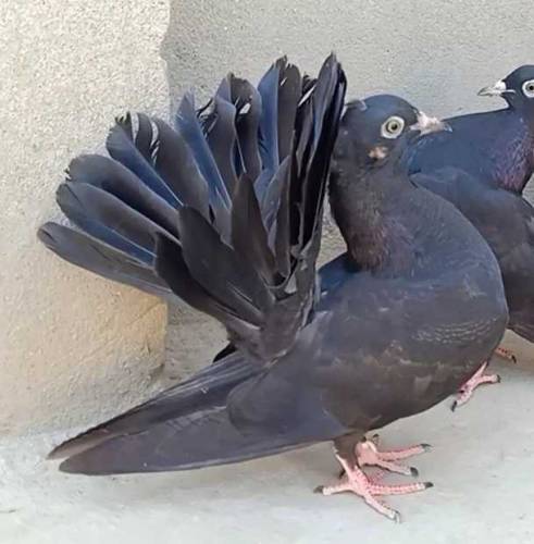 black lucky kabooter 