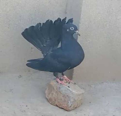 black lucky kabooter 