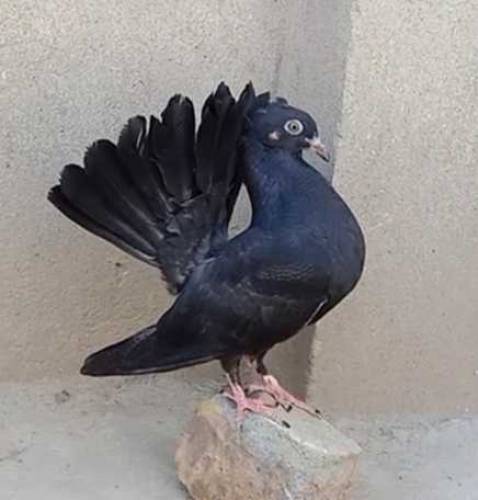 black lucky kabooter 