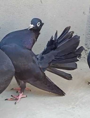 black lucky kabooter 