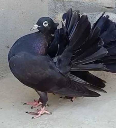 black lucky kabooter 