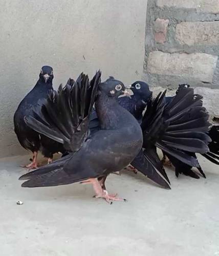 black lucky kabooter 