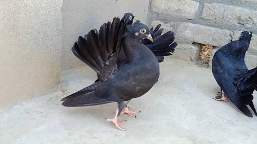 black lucky kabooter 