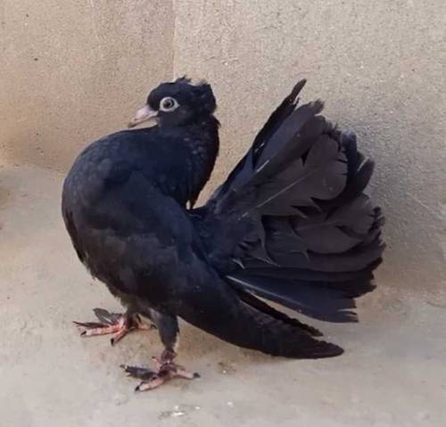 black lucky kabooter 