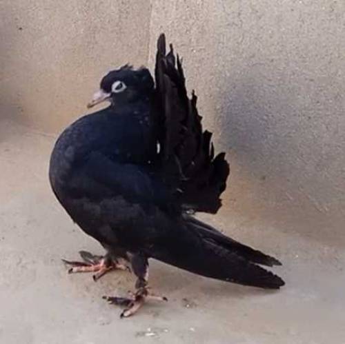 black lucky kabooter 