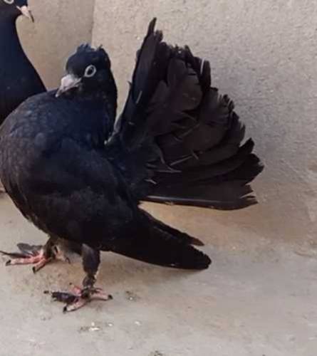 black lucky kabooter 