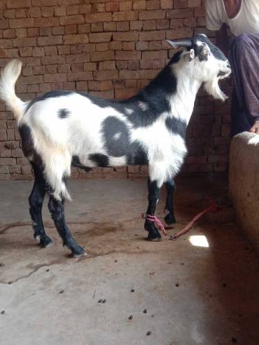 Black Ablak Bakra for Eid ul Azhar/Qurbani