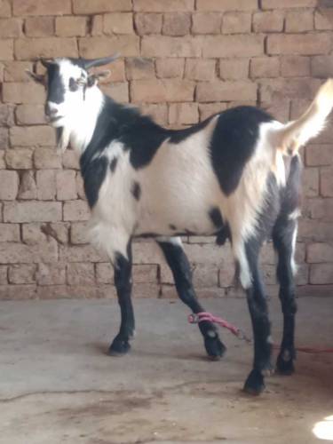 Black Ablak Bakra for Eid ul Azhar/Qurbani