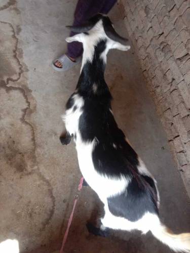 Black Ablak Bakra for Eid ul Azhar/Qurbani