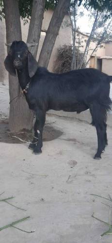 Goat( male gender). Two years plus age, fit for Eid ul Adha.