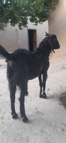 Goat( male gender). Two years plus age, fit for Eid ul Adha.
