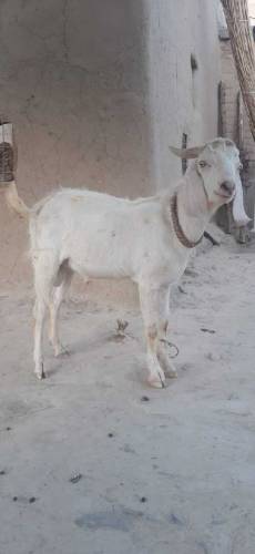 Goat( male gender). Two years plus age, fit for Eid ul Adha.