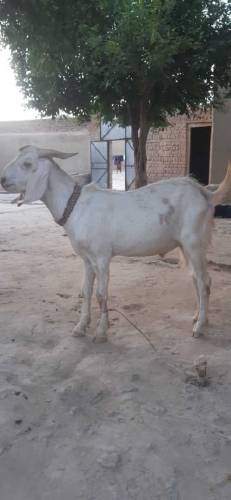 Goat( male gender). Two years plus age, fit for Eid ul Adha.