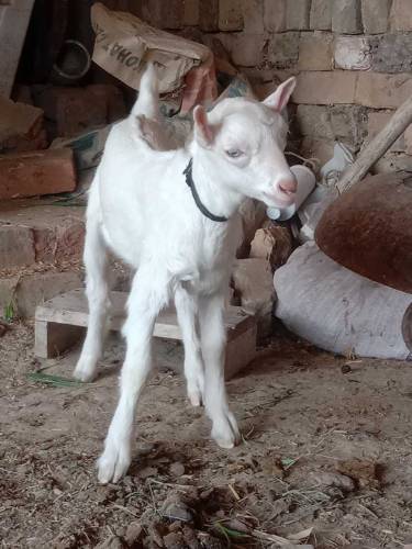 Gulabi teda bacha