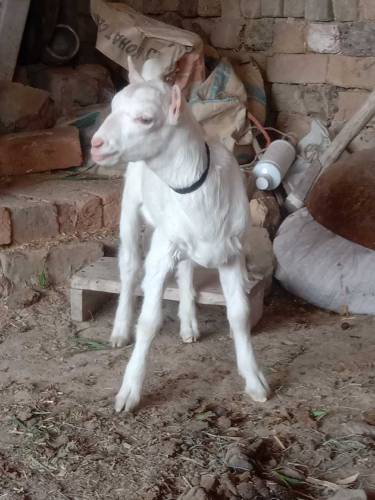 Gulabi teda bacha