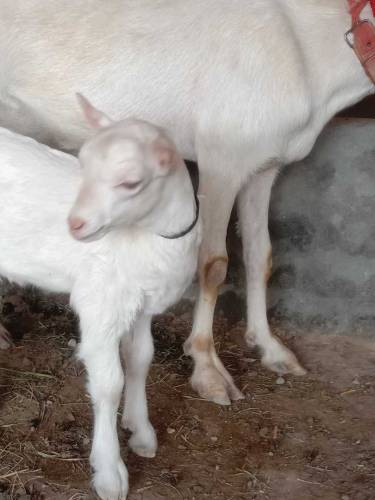 Gulabi teda bacha