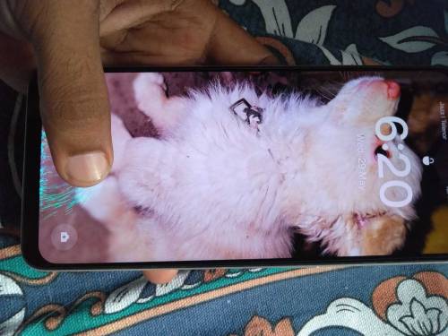 Oppo F21 Pro Orange Coloured kit With charger only 
