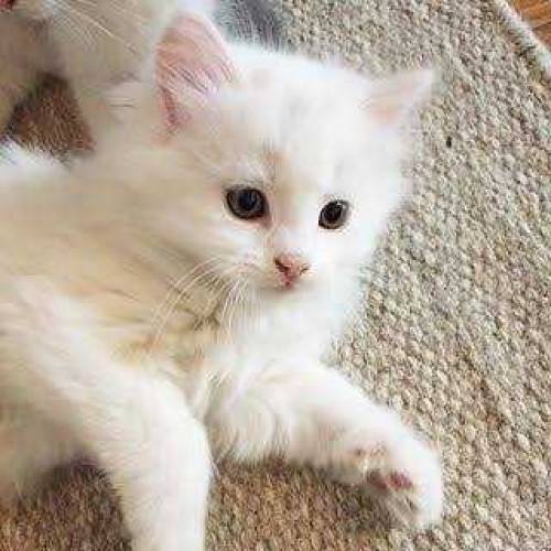 White Persian kittens triple coated 