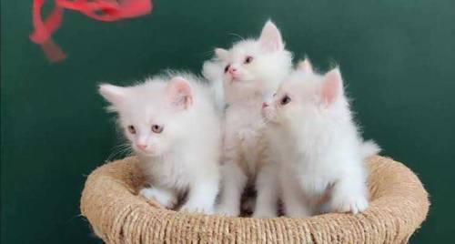White Persian kittens triple coated 