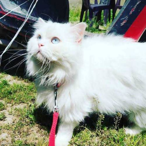 White Persian kittens triple coated 