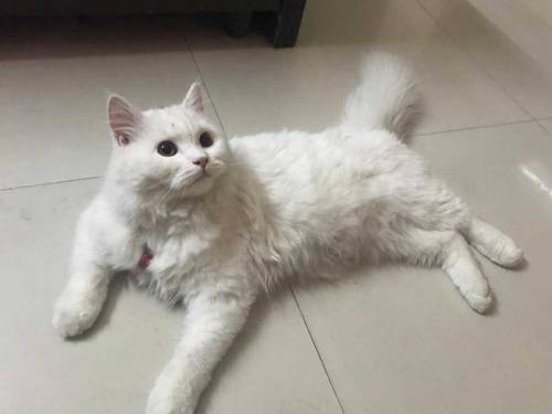 Snow White CAT MALE 