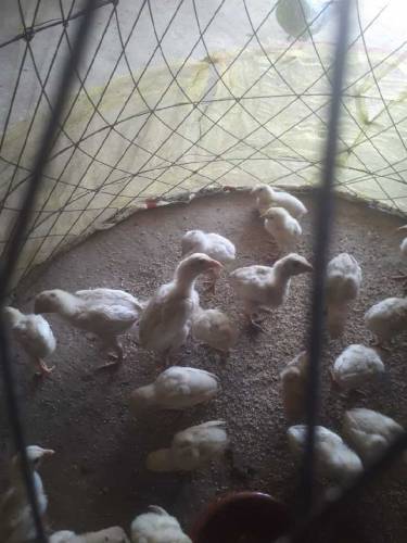 white heera chicks available for sale