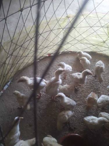 white heera chicks available for sale