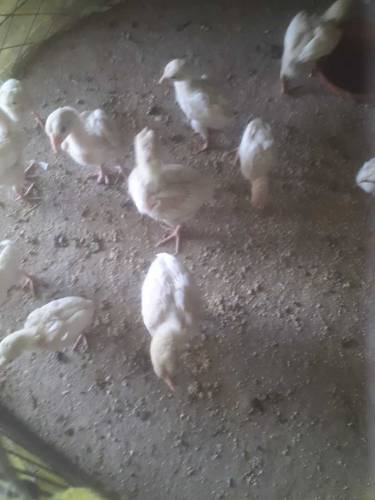 white heera chicks available for sale