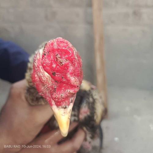 Pure Aseel cock