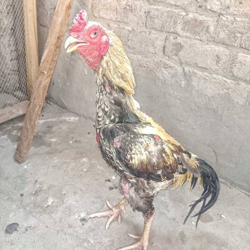 Pure Aseel cock