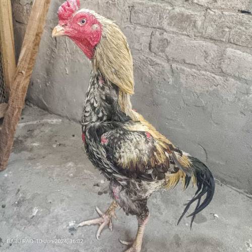 Pure Aseel cock