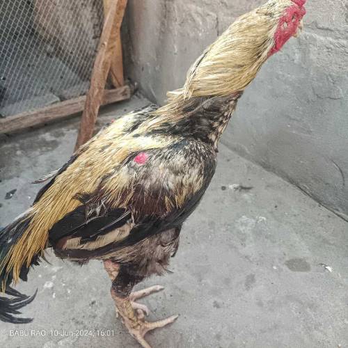 Pure Aseel cock