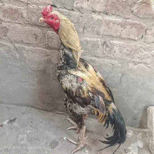 Pure Aseel cock
