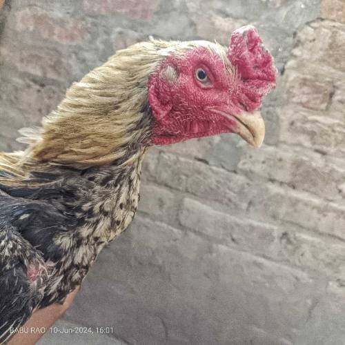 Pure Aseel cock