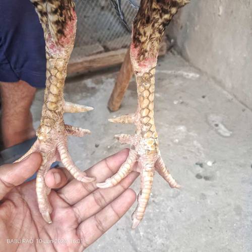 Pure Aseel cock