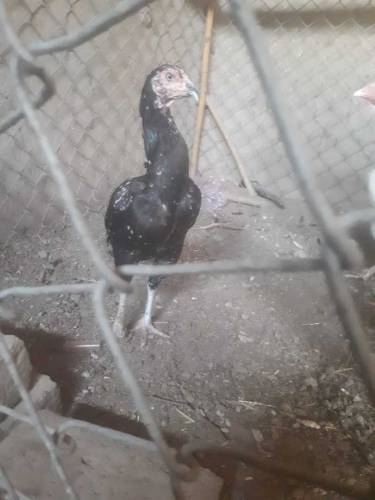 Thai ka cross aseel murgi available for urgent sale 